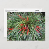 Carte Postale Fascicularia bicolor (Bromeliaceae), Chil Sud (Devant / Derrière)