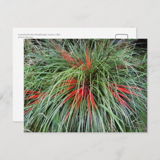 Carte Postale Fascicularia bicolor (Bromeliaceae), Chil Sud (Devant / Derrière)