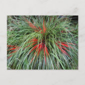 Carte Postale Fascicularia bicolor (Bromeliaceae), Chil Sud (Devant)