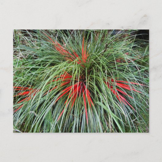 Carte Postale Fascicularia bicolor (Bromeliaceae), Chil Sud (Devant)