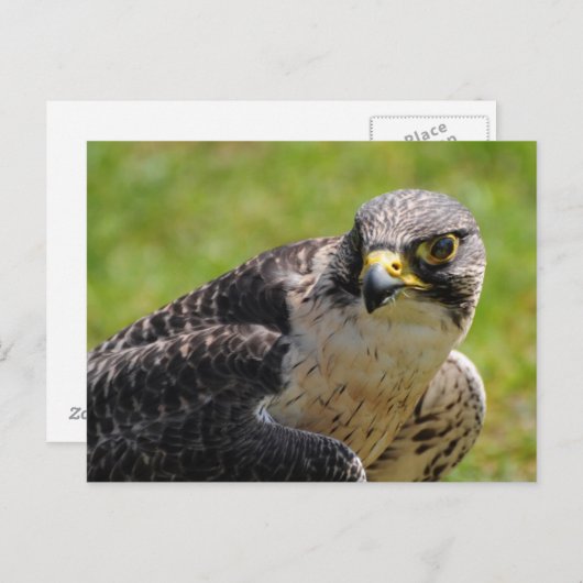 Carte Postale faucon (Devant / Derrière)