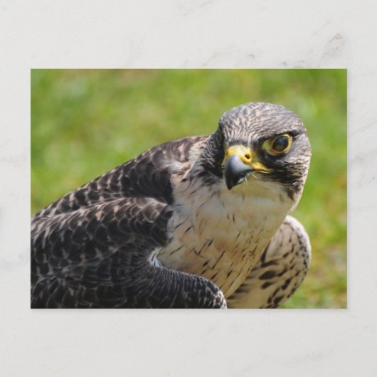 Carte Postale faucon (Devant)