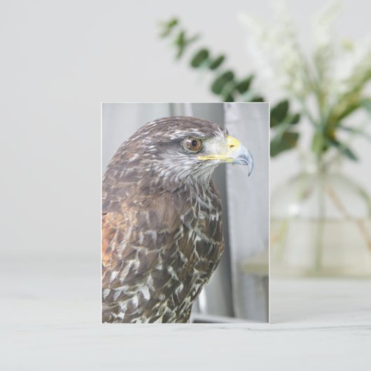 Carte Postale Faucon (Debout devant)