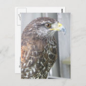 Carte Postale Faucon (Devant / Derrière)