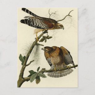 Carte Postale Faucon à épaulettes - Audubon's Birds of America