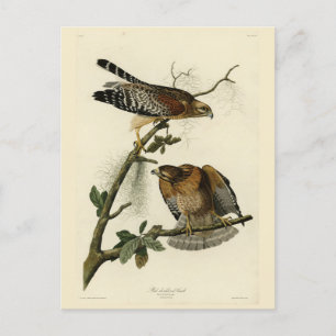 Carte Postale Faucon à épaulettes - Audubon's Birds of America