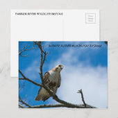 Carte postale Faucon à la chasse (Devant / Derrière)