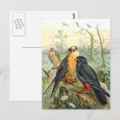Carte Postale Faucon à pattes rouges (Devant / Derrière)