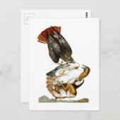 Carte Postale Faucon à queue rouge John James Audubon Oiseaux Am (Devant / Derrière)