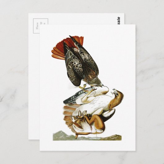Carte Postale Faucon à queue rouge John James Audubon Oiseaux Am (Devant / Derrière)