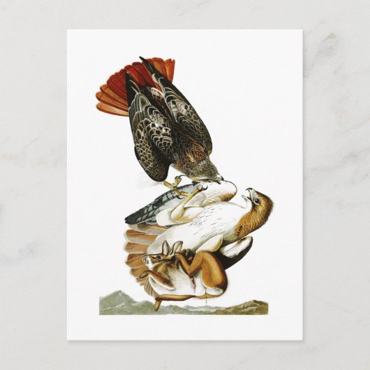 Carte Postale Faucon à queue rouge John James Audubon Oiseaux Am (Devant)