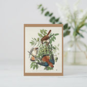 Carte Postale Faucon d'Amérique, Oiseaux d'Amérique (Debout devant)