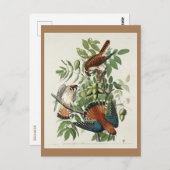 Carte Postale Faucon d'Amérique, Oiseaux d'Amérique (Devant / Derrière)