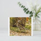 Carte Postale Faucon des jeunes coopers (Debout devant)