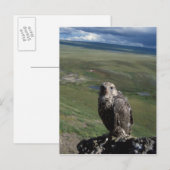 Carte Postale faucon gerfaut, Falco rusticolus, juvénile (Devant / Derrière)