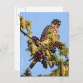 Carte Postale Faucon Merlin dans l'arbre des pins (Devant / Derrière)