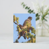 Carte Postale Faucon Merlin dans l'arbre des pins (Debout devant)