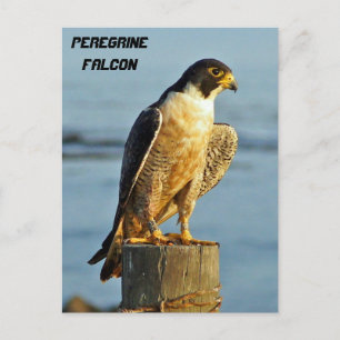 Carte postale Faucon pèlerin