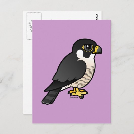 Carte Postale Faucon pèlerin (Devant / Derrière)