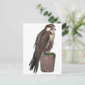 Carte postale Faucon pèlerin (Debout devant)