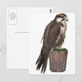 Carte postale Faucon pèlerin (Devant / Derrière)