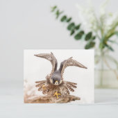 Carte Postale Faucon pèlerin (Debout devant)