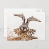 Carte Postale Faucon pèlerin (Devant / Derrière)