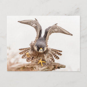 Carte Postale Faucon pèlerin