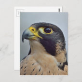 Carte Postale Faucon pèlerin (Devant / Derrière)