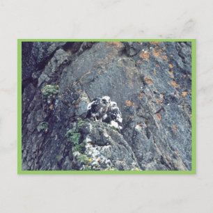 Carte Postale Faucon pèlerin