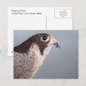 Carte postale Faucon pèlerin (Devant / Derrière)