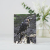 Carte Postale Faucon pèlerin (Debout devant)