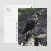 Carte Postale Faucon pèlerin (Devant / Derrière)