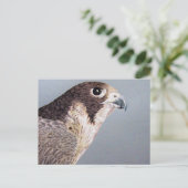 Carte Postale Faucon pèlerin (Debout devant)