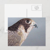 Carte Postale Faucon pèlerin (Devant / Derrière)