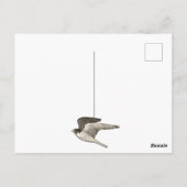 Carte Postale Faucon pèlerin Crayon de couleur JOYEUX ANNIVERSAI (Dos)