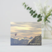 Carte Postale Faucon pèlerin de la vélocité terminale (Debout devant)