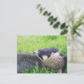 Carte Postale Faucon pèlerin en herbe (Debout devant)