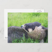 Carte Postale Faucon pèlerin en herbe (Devant / Derrière)