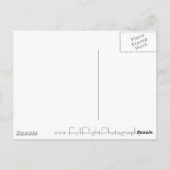 Carte Postale Faucon pèlerin en herbe (Dos)