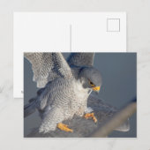 Carte Postale Faucon pèlerin le long de la rivière Hudson (Devant / Derrière)