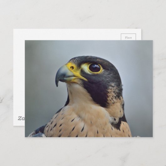 Carte Postale Faucon pèlerin majestueux (Devant / Derrière)