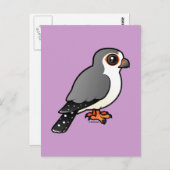 Carte Postale Faucon pygmée africain (Devant / Derrière)