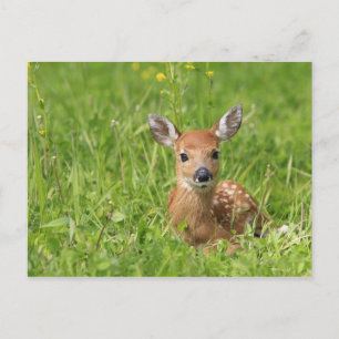 Carte Postale Faune
