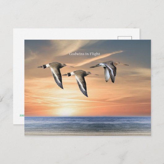 Carte postale Faune (Devant / Derrière)