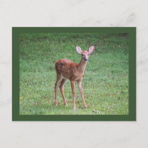 Carte Postale Faune