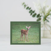 Carte Postale Faune (Debout devant)
