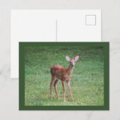 Carte Postale Faune (Devant / Derrière)
