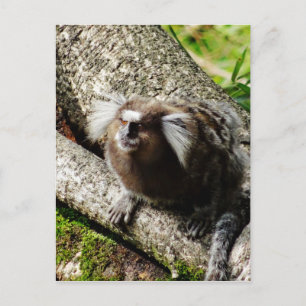 Carte Postale Faune à Rio
