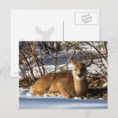 Carte Postale Faune allongée sur l'herbe (Devant / Derrière)